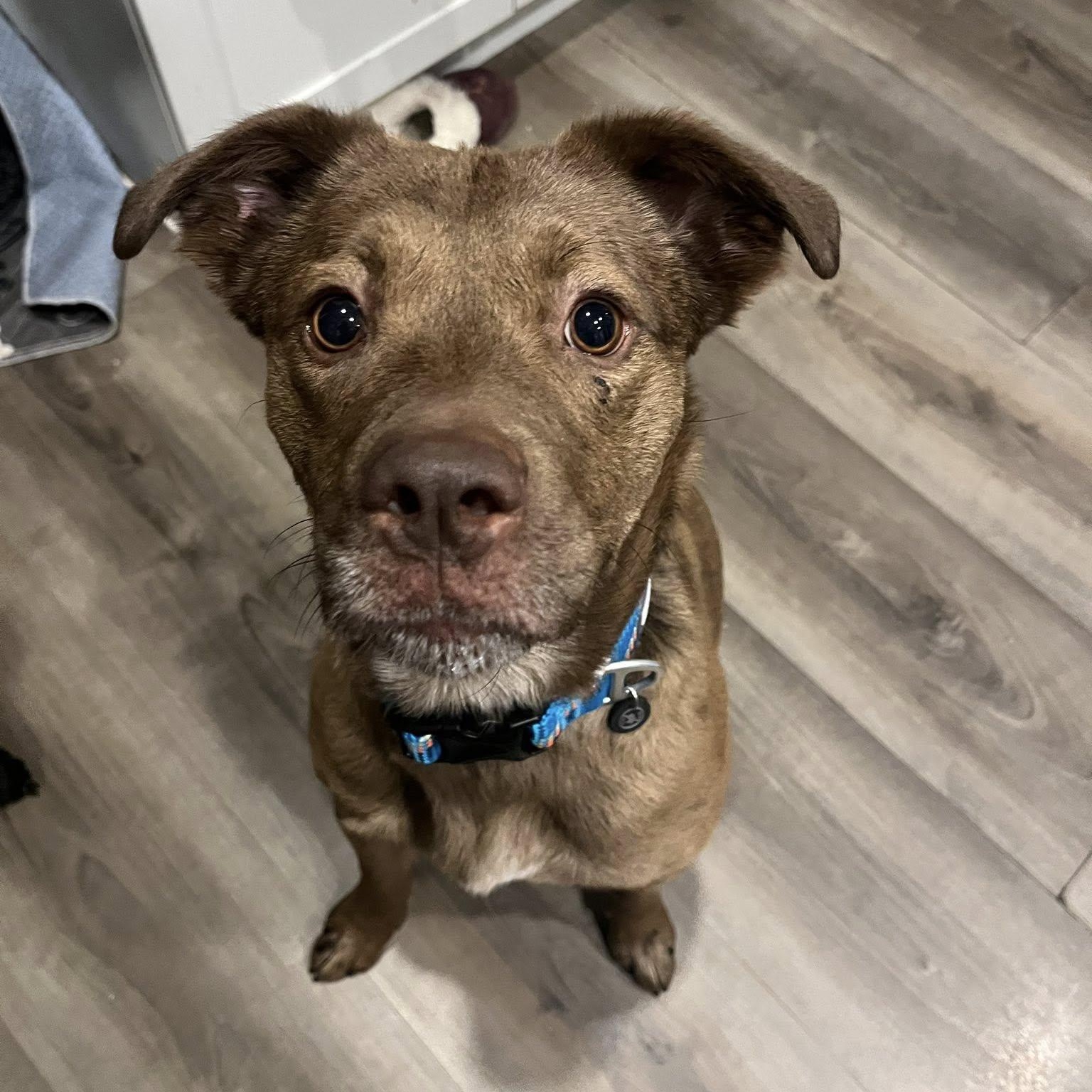 Red, a ADOPTABLE mixed breed in Woodstock, ON image 1/6