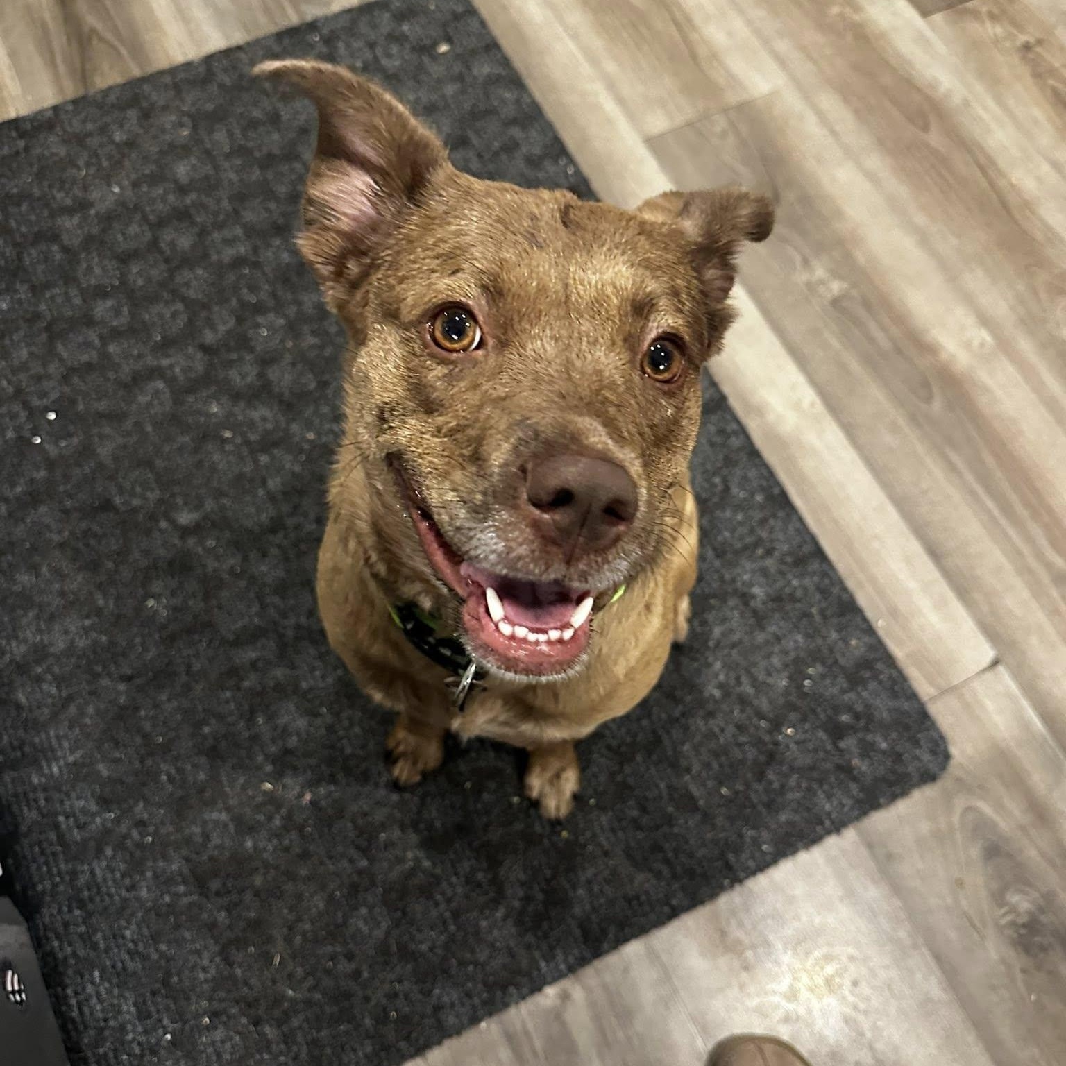 Red, a ADOPTABLE mixed breed in Woodstock, ON image 1/6