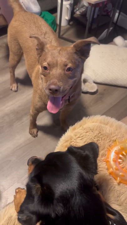Enlarge Red, a ADOPTABLE mixed breed in Woodstock, ON video 5/6