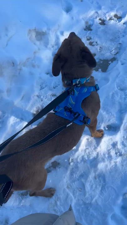 Enlarge Red, a ADOPTABLE mixed breed in Woodstock, ON video 3/6