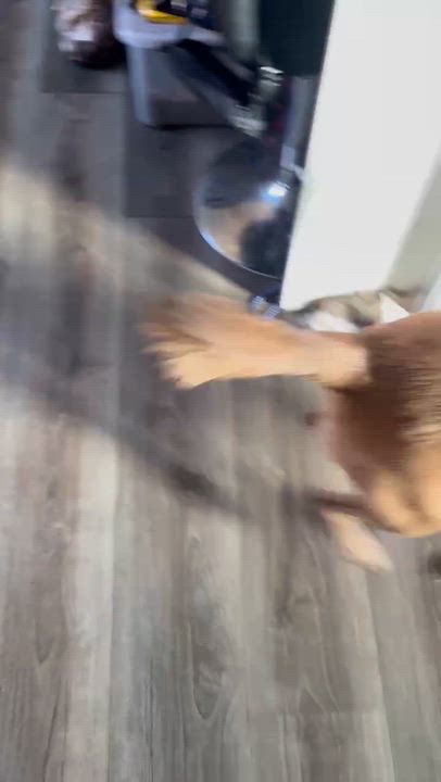 Enlarge Red, a ADOPTABLE mixed breed in Woodstock, ON video 2/6