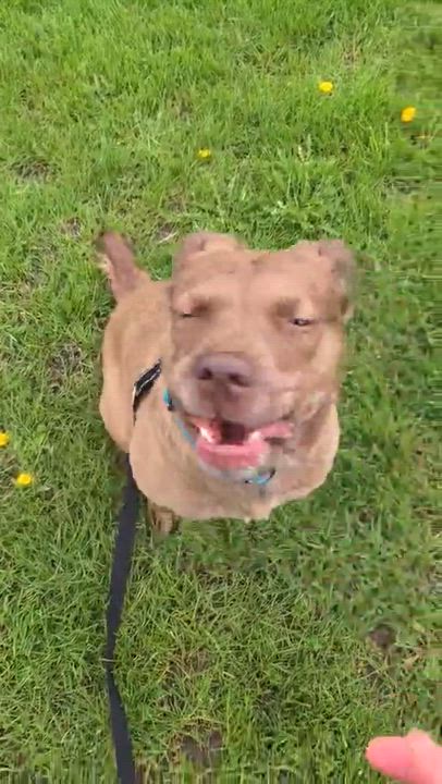 Enlarge Red, a ADOPTABLE mixed breed in Woodstock, ON video 6/6