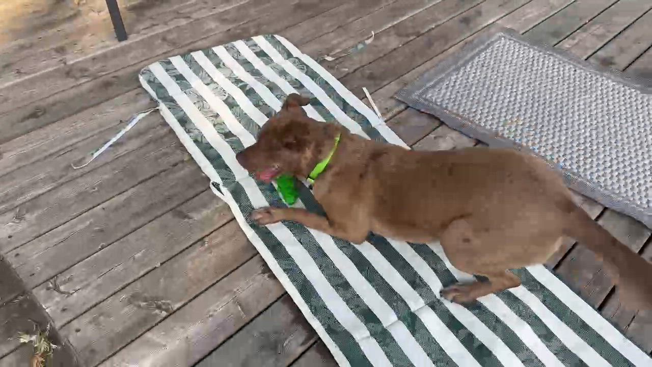 Enlarge Red, a ADOPTABLE mixed breed in Woodstock, ON video 3/6