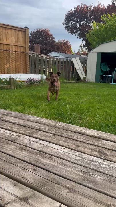 Enlarge Red, a ADOPTABLE mixed breed in Woodstock, ON video 6/6