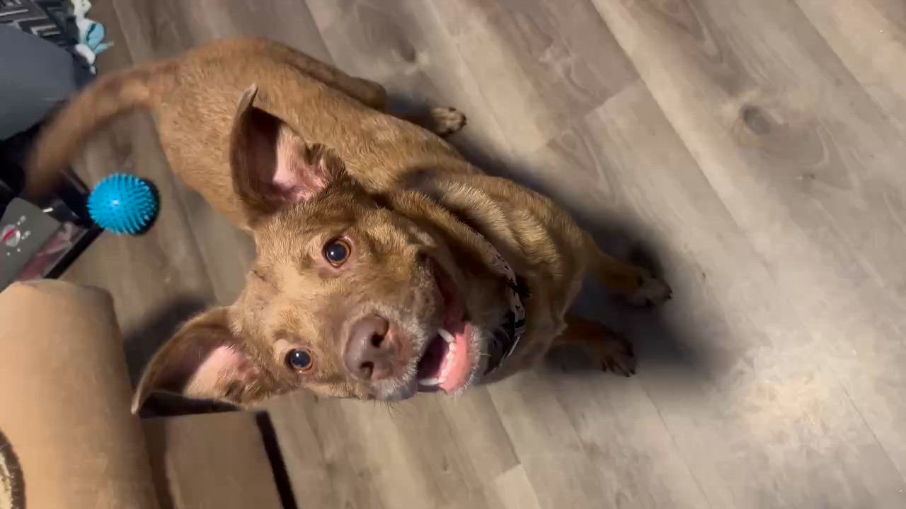 Enlarge Red, a ADOPTABLE mixed breed in Woodstock, ON video 6/6