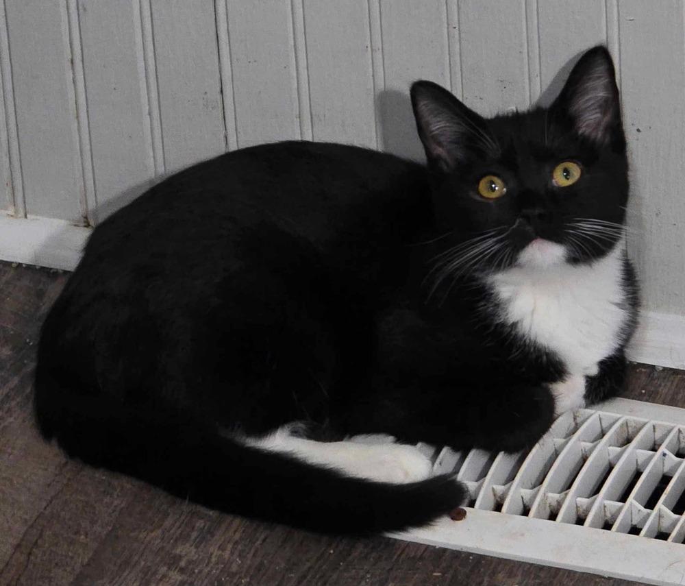 Enlarge Toast, a Adoptable Domestic Short Hair in Salisbury, NC image 1/1