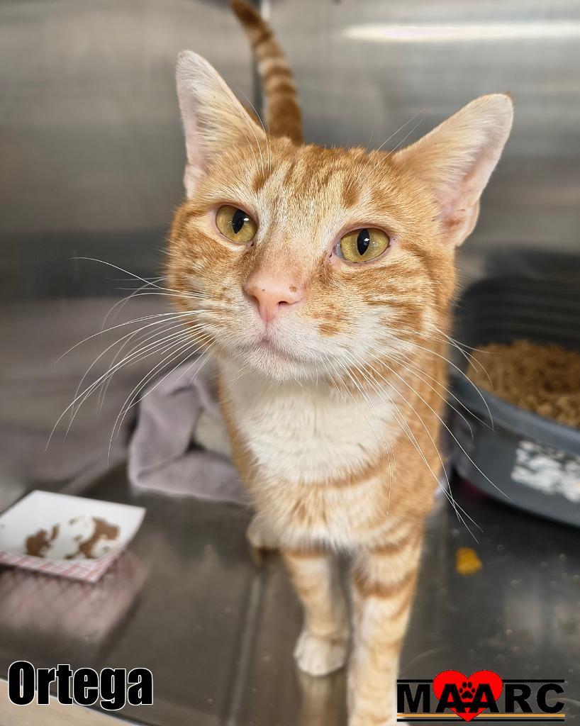 Ortega, Adoptable, Young Male Domestic Short Hair.