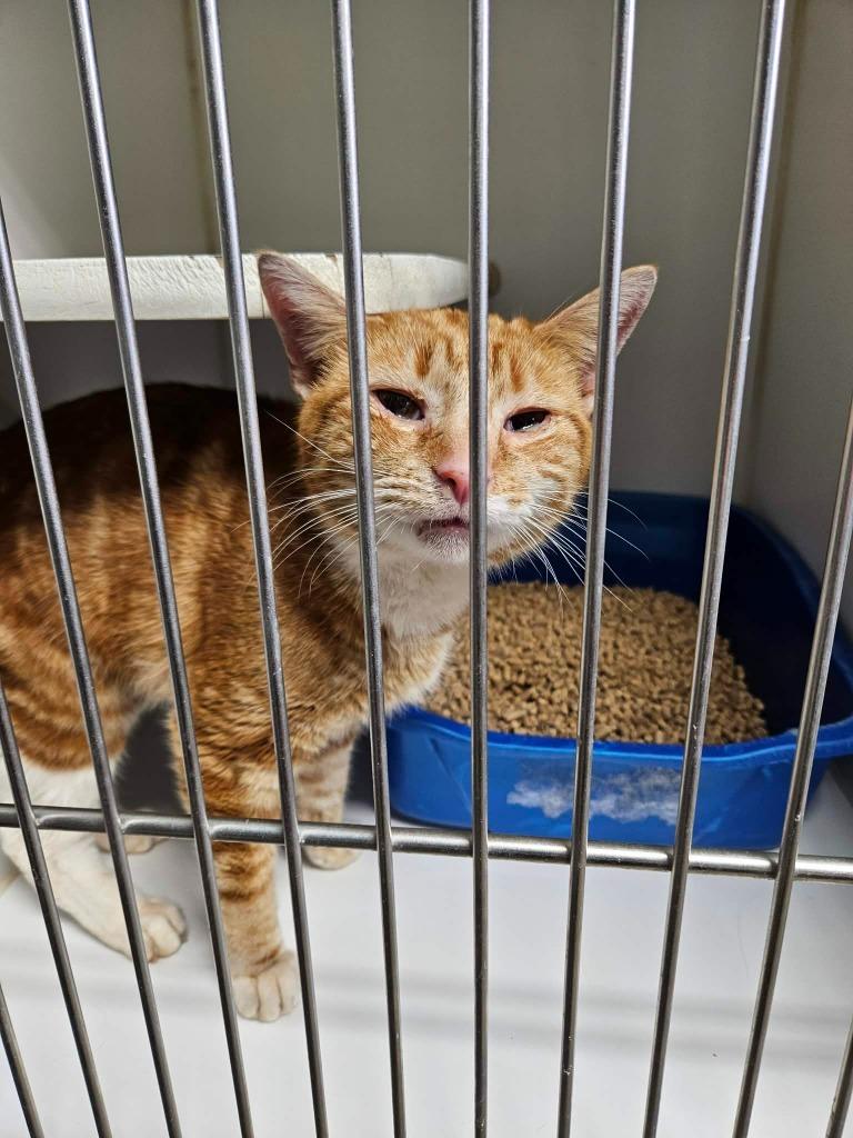 Enlarge Ortega, a Adoptable mixed breed in Maryville, TN image 2/3