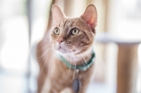 Enlarge Bobby, a Adoptable Domestic Short Hair in Woodland Hills, CA image 1/3