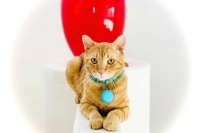 Enlarge Bobby, a Adoptable Domestic Short Hair in Woodland Hills, CA image 2/3