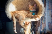 Enlarge Bobby, a Adoptable Domestic Short Hair in Woodland Hills, CA image 3/3