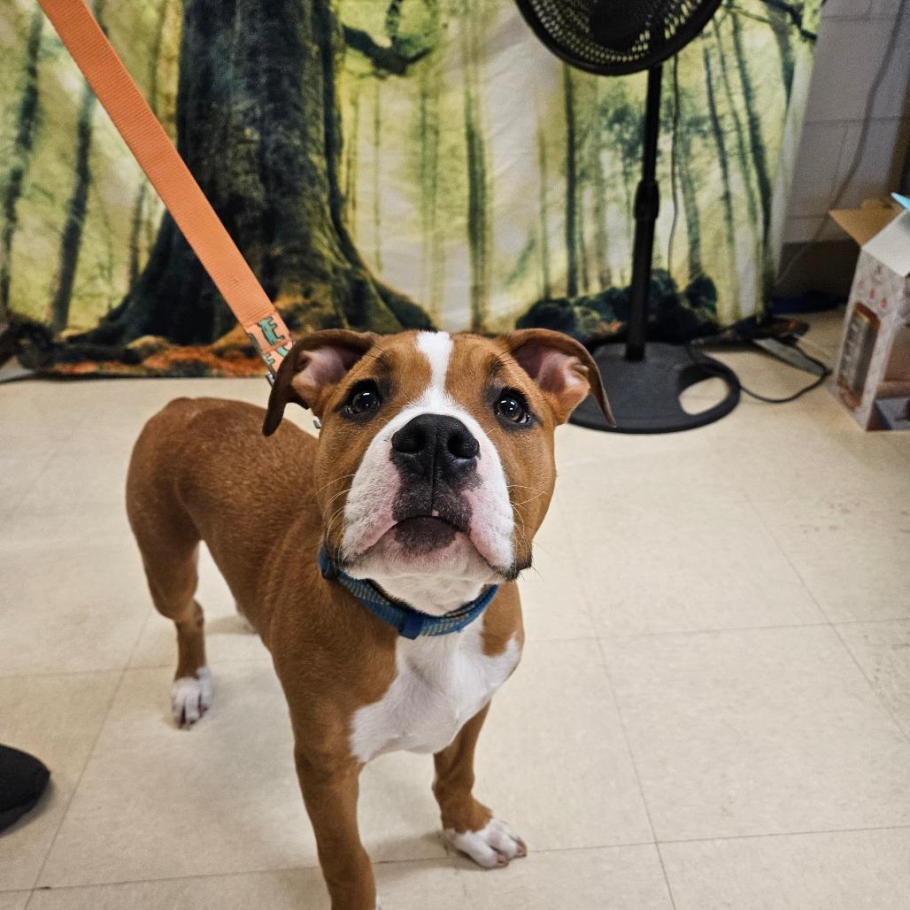 Titan, Adoptable, Puppy Male Boxer.