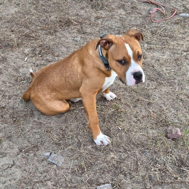Enlarge Titan, a Adoptable Boxer in Lake Panasoffkee, FL image 1/5