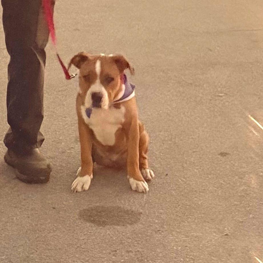 Enlarge Titan, a Adoptable Boxer in Lake Panasoffkee, FL image 2/3