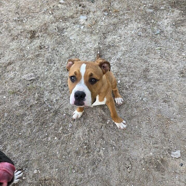 Enlarge Titan, a Adoptable Boxer in Lake Panasoffkee, FL image 3/5