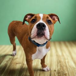 Enlarge Titan, a Adoptable Boxer in Lake Panasoffkee, FL image 3/3