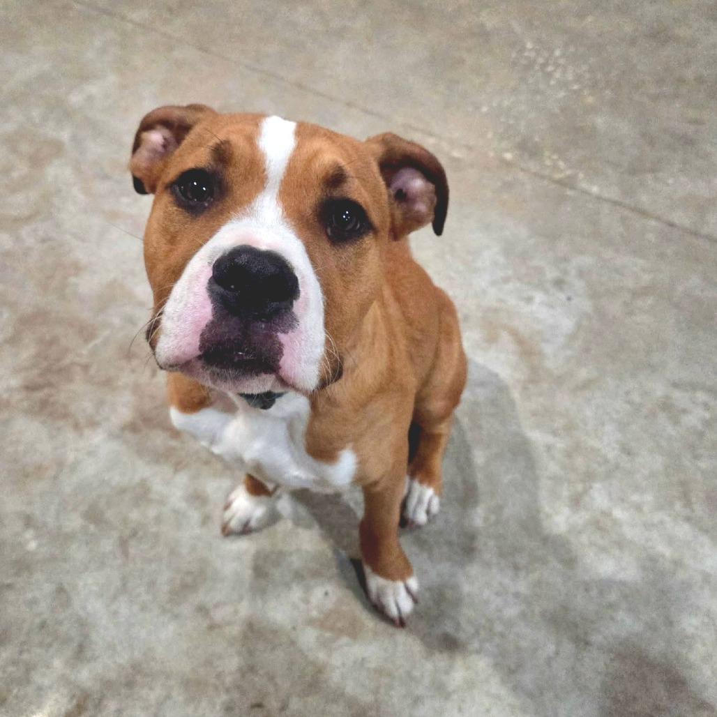 Enlarge Titan, a Adoptable Boxer in Lake Panasoffkee, FL image 5/5