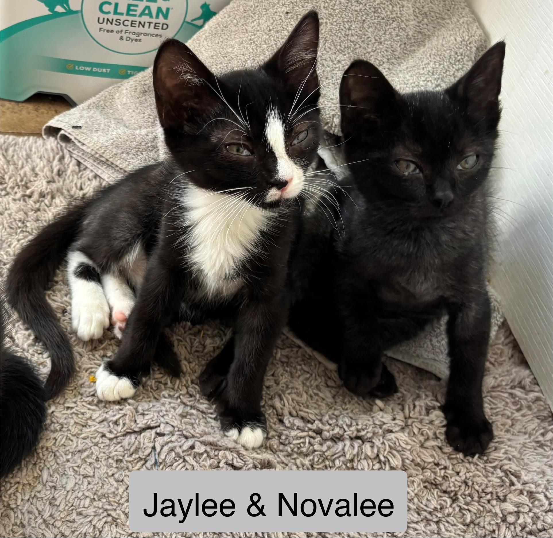 Jaylee, Adoptable, Kitten Female Domestic Short Hair.