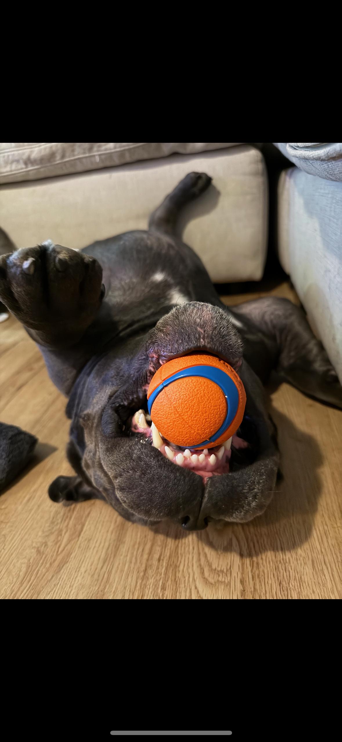 Enlarge Hamilton, a ADOPTABLE mixed breed in tampa, FL image 2/6