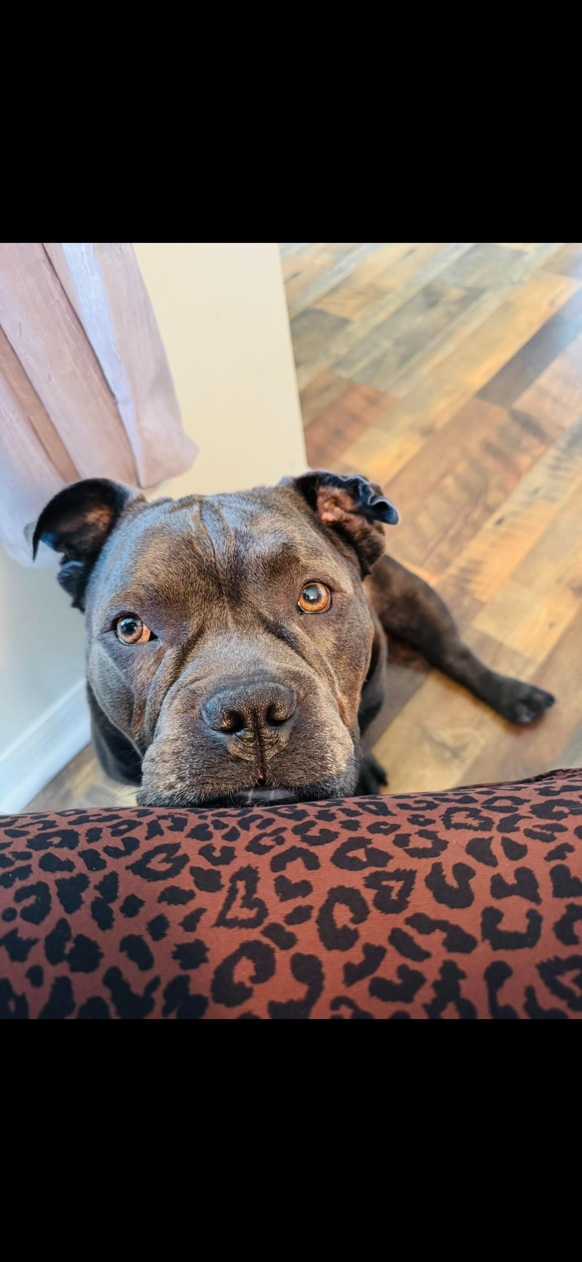 Hamilton thumbnail 3