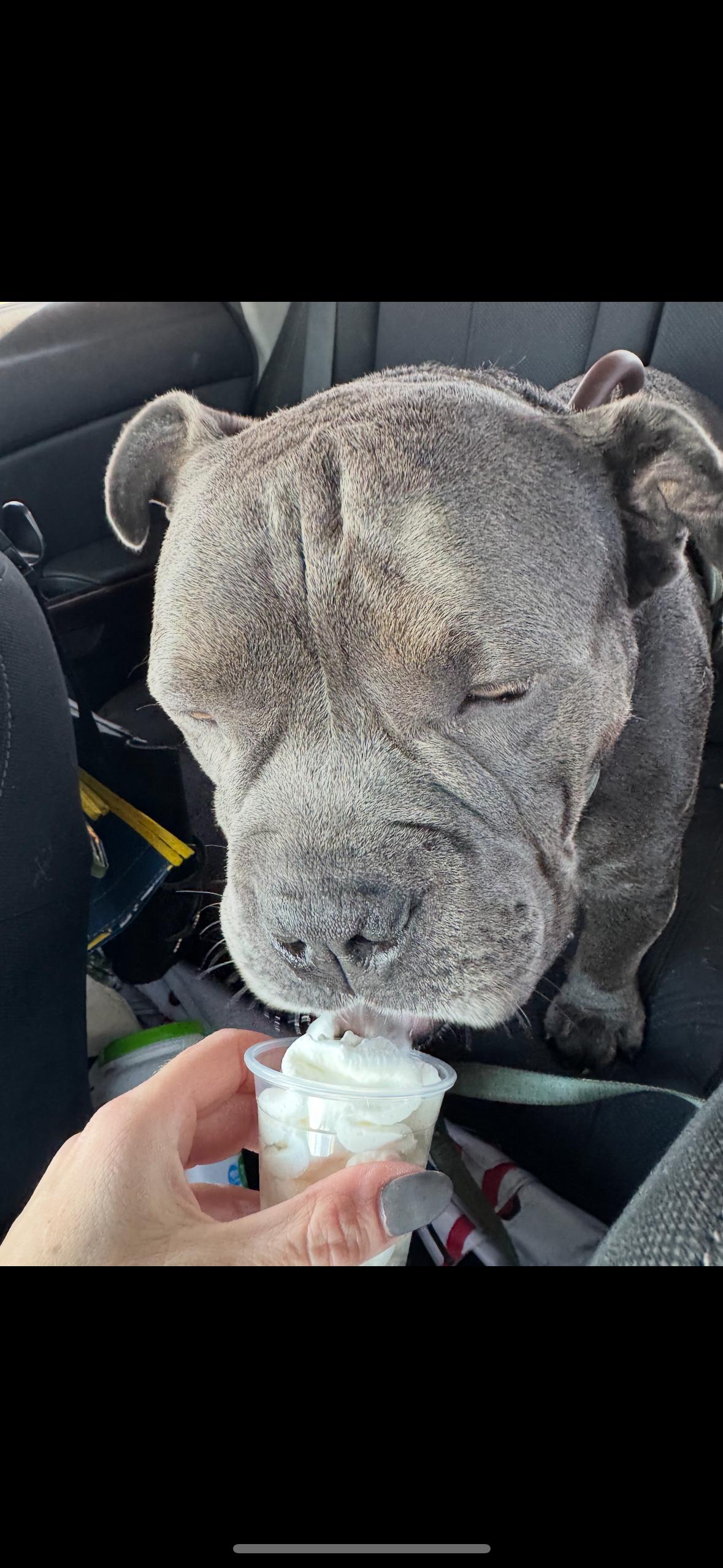 Enlarge Hamilton, a ADOPTABLE mixed breed in tampa, FL image 3/6