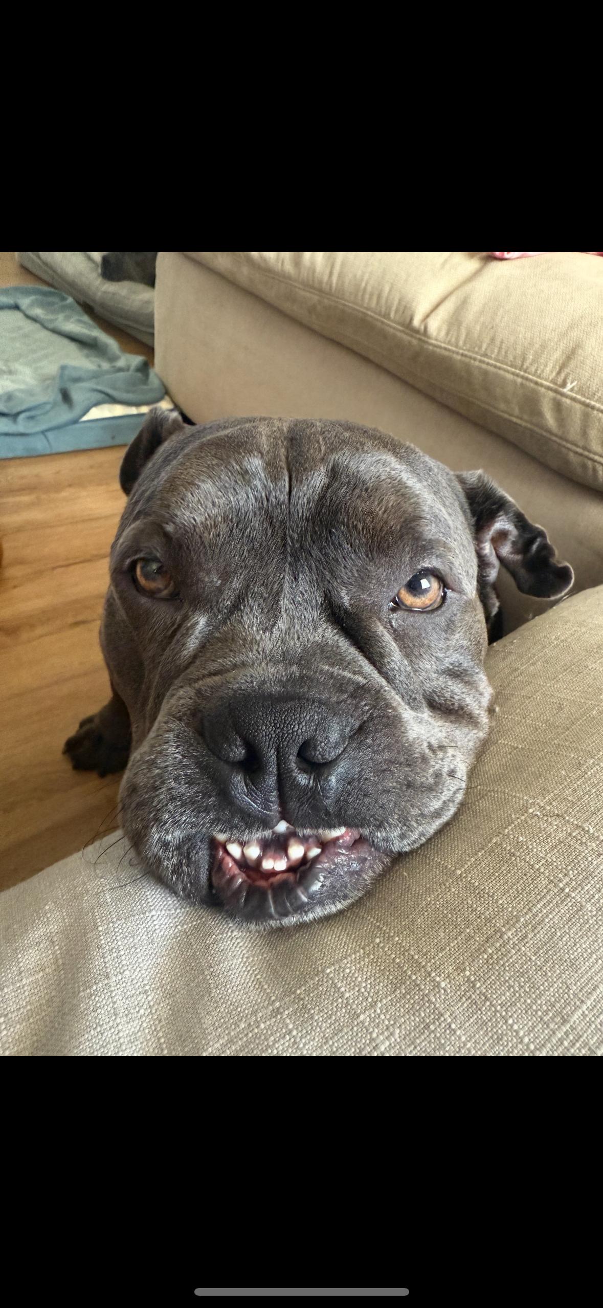 Enlarge Hamilton, a ADOPTABLE mixed breed in tampa, FL image 1/6