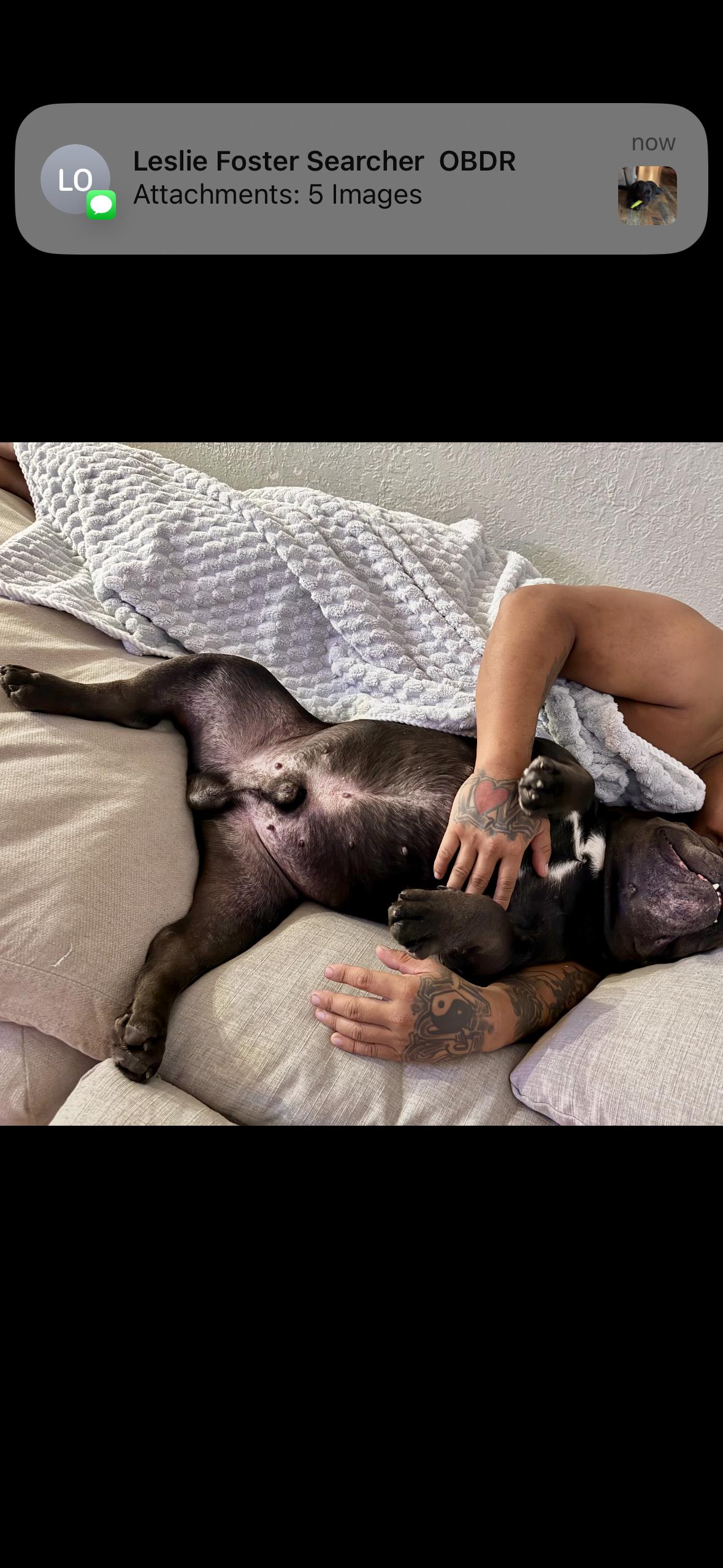 Enlarge Hamilton, a ADOPTABLE mixed breed in tampa, FL image 5/6