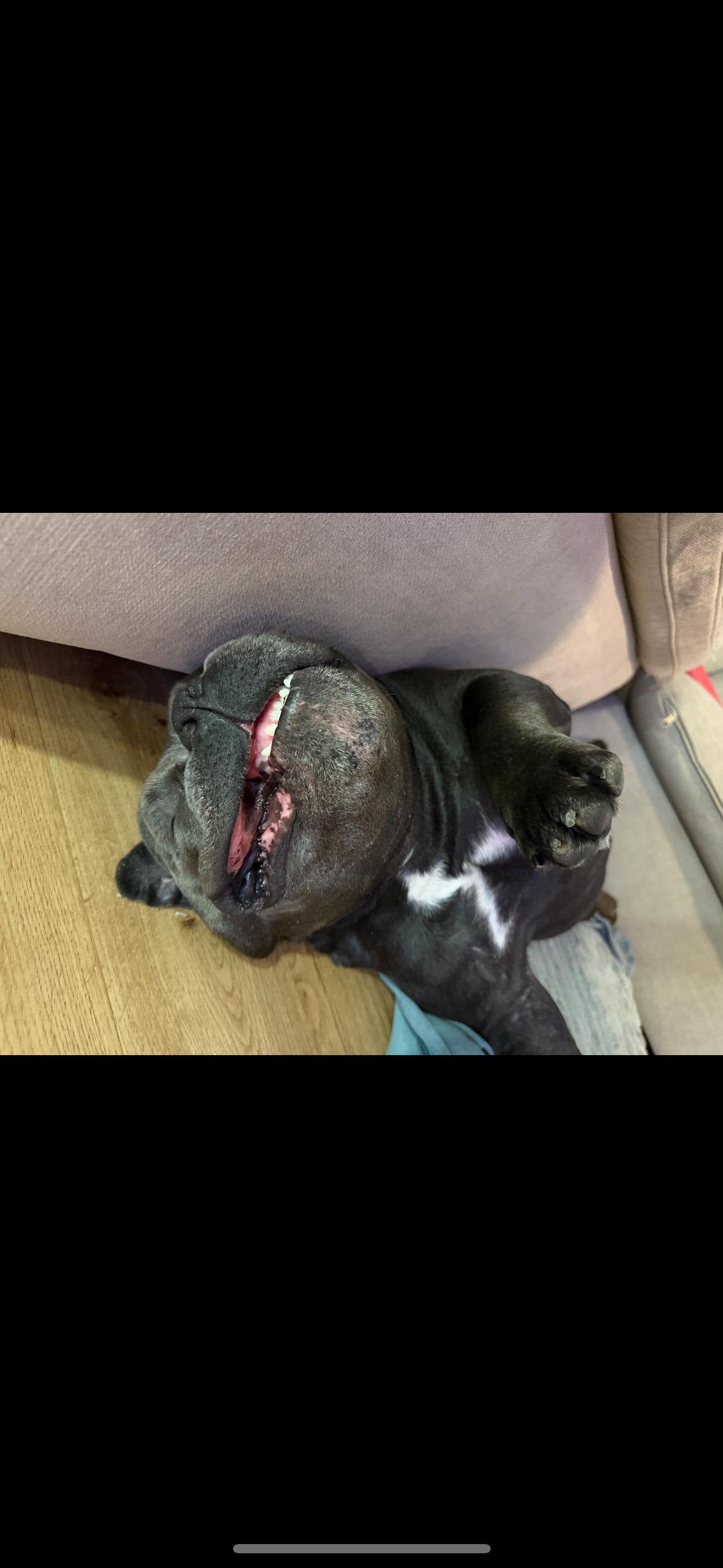 Enlarge Hamilton, a ADOPTABLE mixed breed in tampa, FL image 4/6