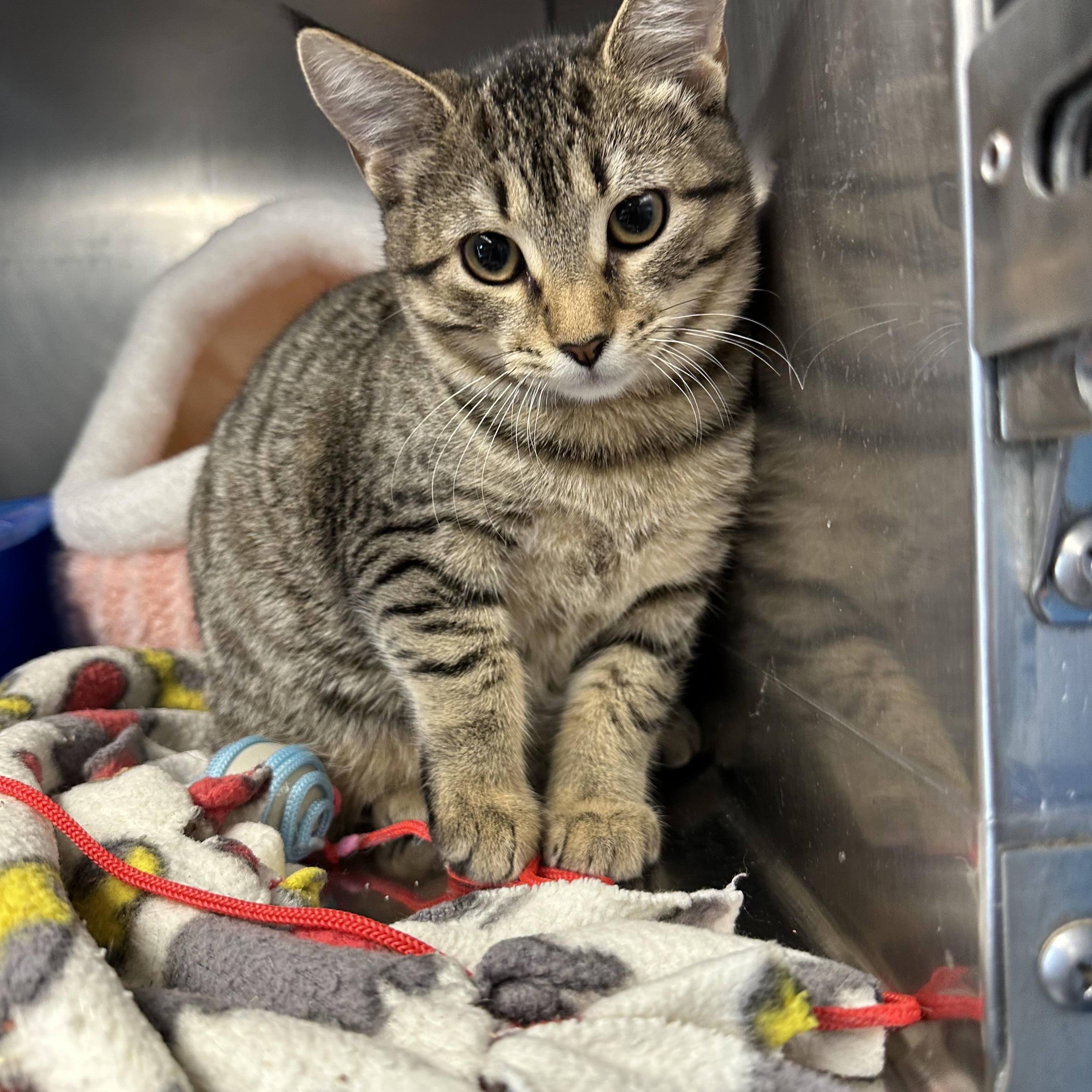 Rachel, Adoptable, Kitten Female Domestic Short Hair.