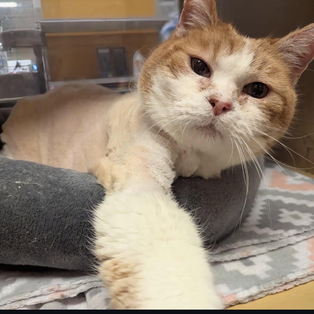 Enlarge Cookie, a Adoptable Domestic Short Hair in Winchendon, MA image 2/2