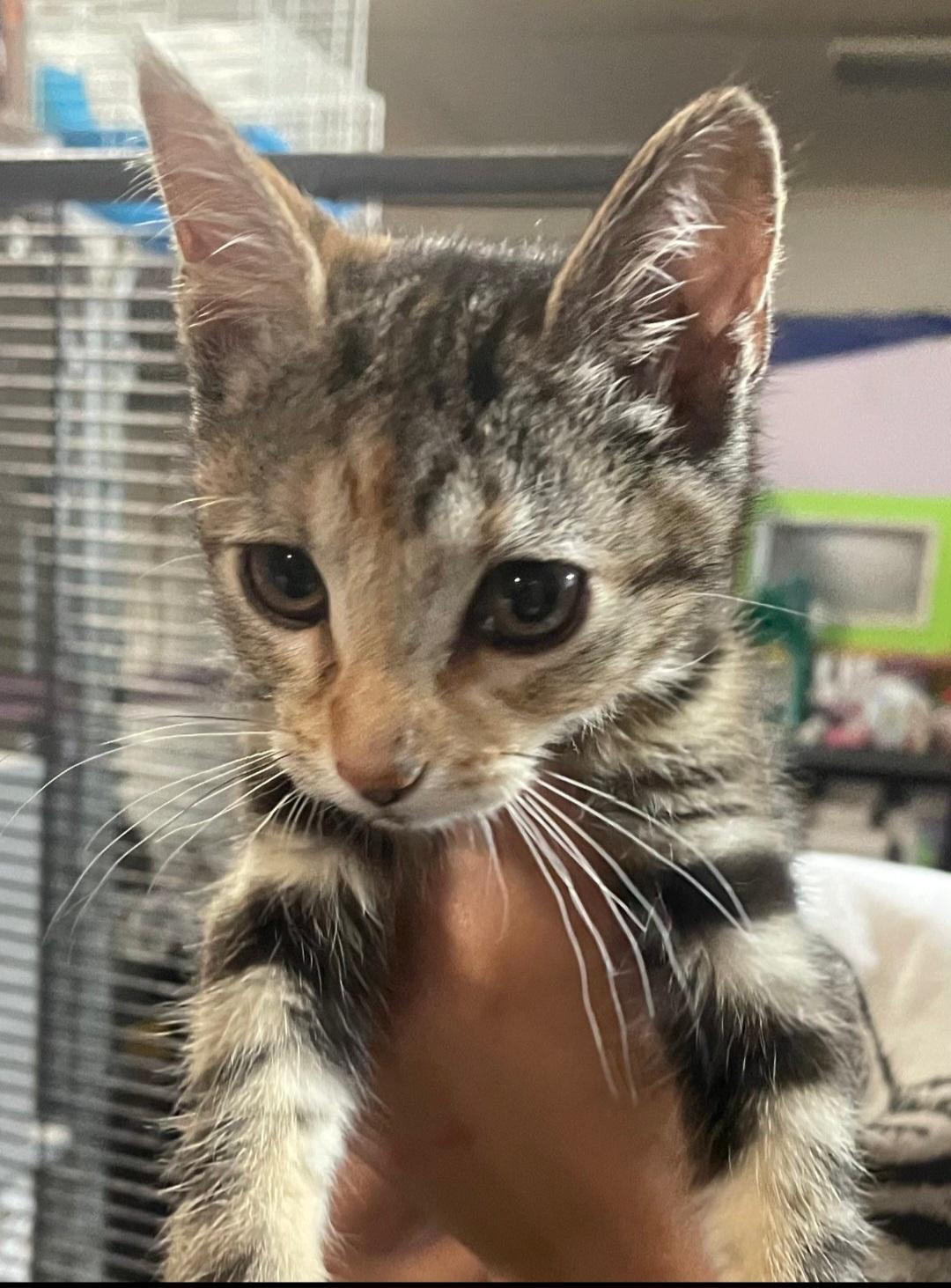 K-17 Lola, an adoptable Tabby in Billings, MT, 59101 | Photo Image 1