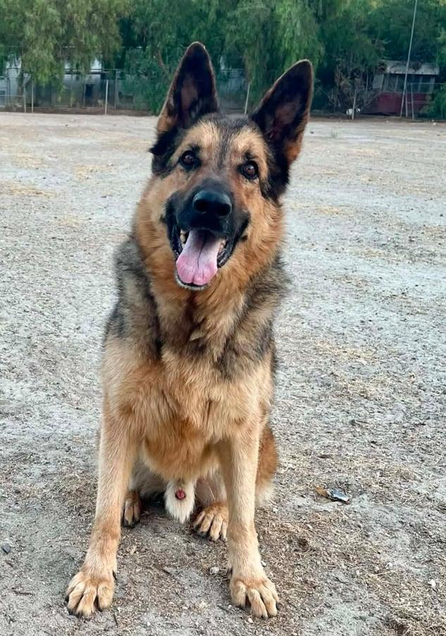 Zion, Adoptable, Adult Male German Shepherd Dog.