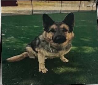 Zion, Adoptable, Adult Male German Shepherd Dog.