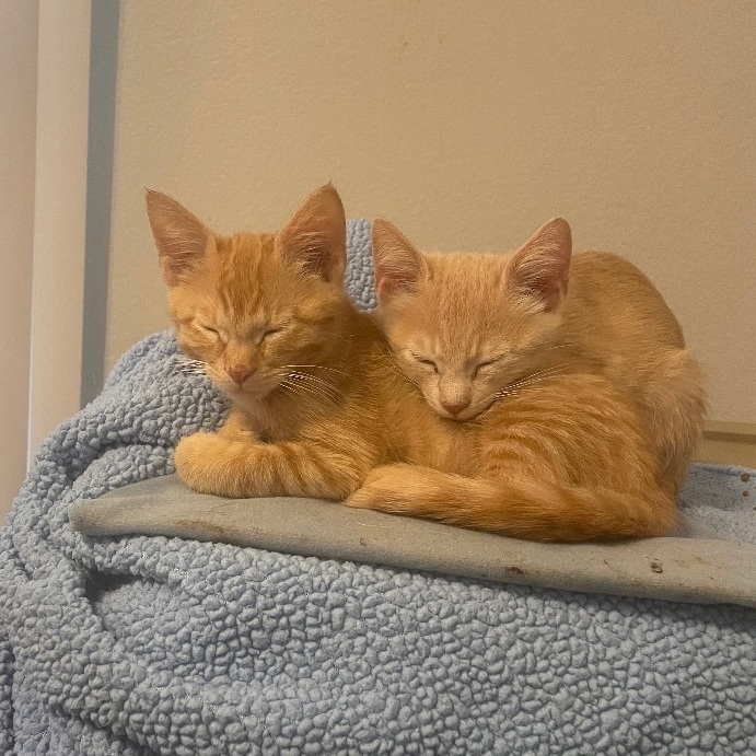 Enlarge Mr. Perfectly Fine, a Adopted Domestic Short Hair in Wildomar, CA image 1/11