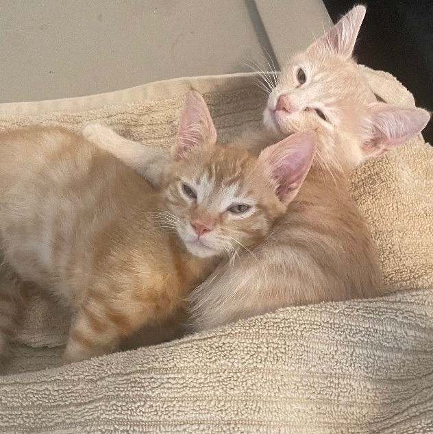 Enlarge Mr. Perfectly Fine, a Adopted Domestic Short Hair in Wildomar, CA image 2/11