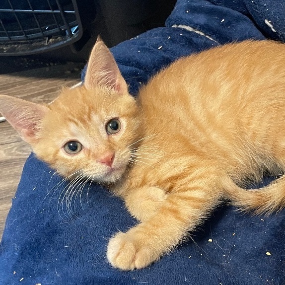 Enlarge Mr. Perfectly Fine, a Adopted Domestic Short Hair in Wildomar, CA image 3/11