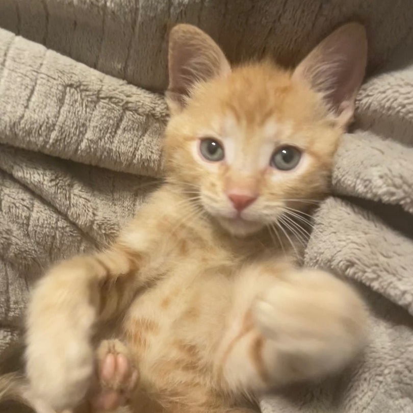 Enlarge Mr. Perfectly Fine, a Adopted Domestic Short Hair in Wildomar, CA image 4/11