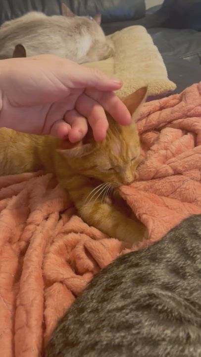 Enlarge Mr. Perfectly Fine, a Adopted Domestic Short Hair in Wildomar, CA video 11/11