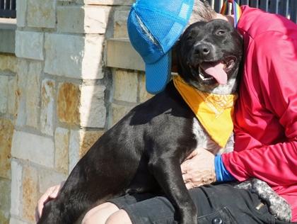Maxine, Adoptable, Adult Female Pit Bull Terrier & Mixed Breed.