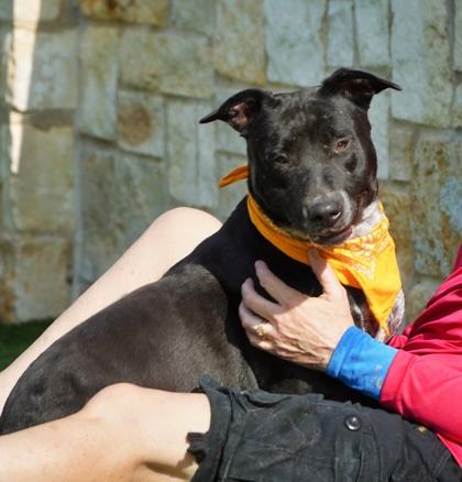 Enlarge Maxine, a Adoptable mixed breed in North Richland Hills, TX image 2/3