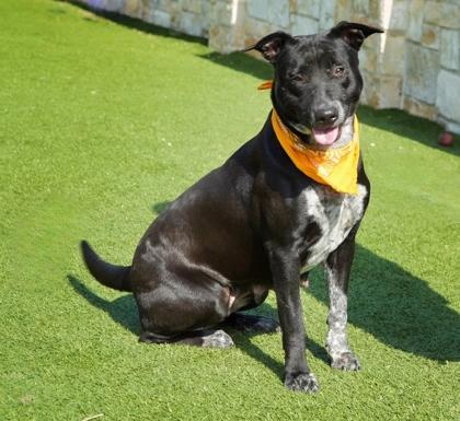 Enlarge Maxine, a Adoptable mixed breed in North Richland Hills, TX image 3/3