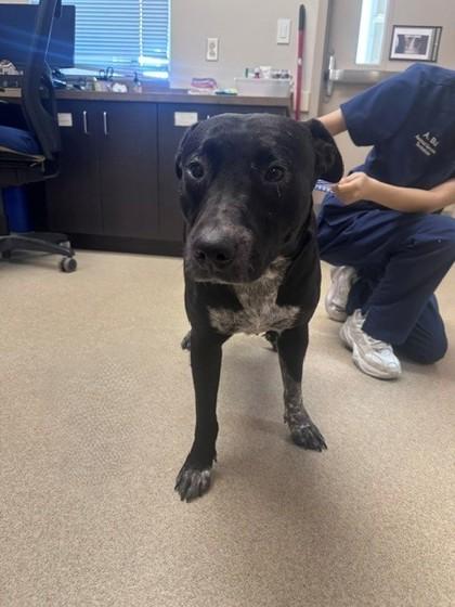 Maxine, Adoptable, Adult Female Pit Bull Terrier & Mixed Breed.