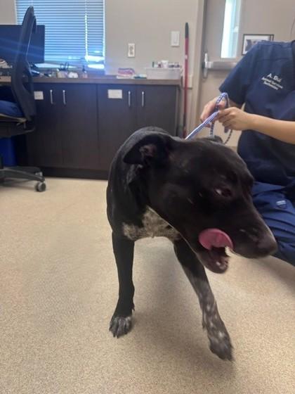 Maxine, a Adoptable mixed breed in North Richland Hills, TX image 2/2