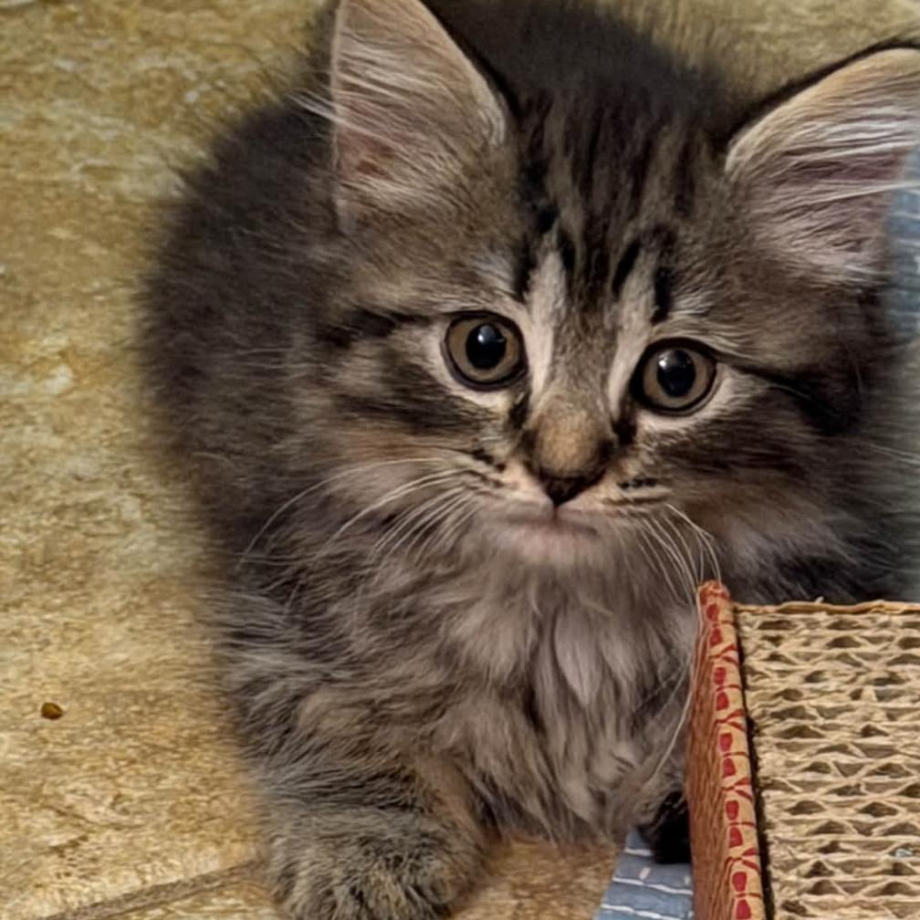 Enlarge Mouse, a Adoptable Domestic Medium Hair in Asheville, NC image 1/2