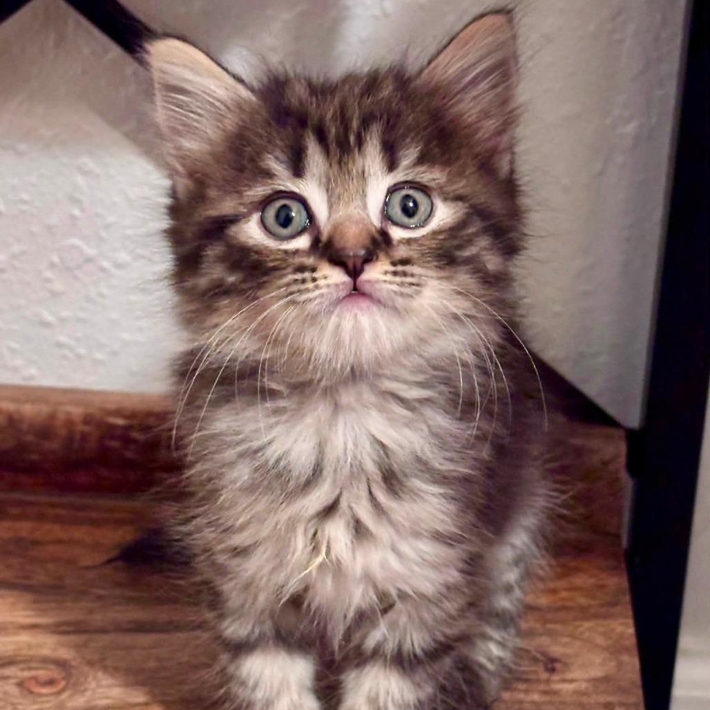 Enlarge Mouse, a Adoptable Domestic Medium Hair in Asheville, NC image 2/2