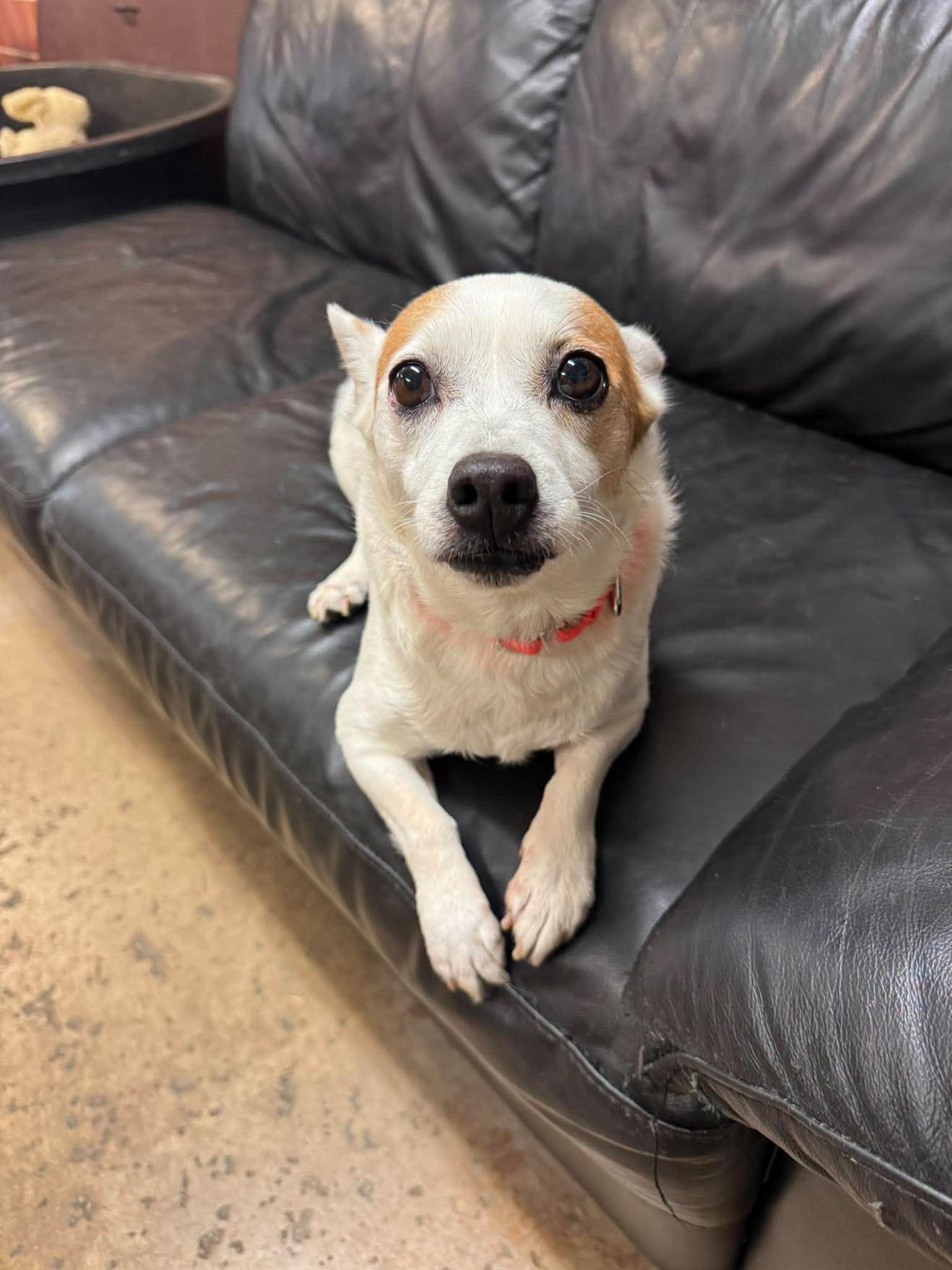 Enlarge Charade, a Adoptable mixed breed in Chardon, OH image 2/5