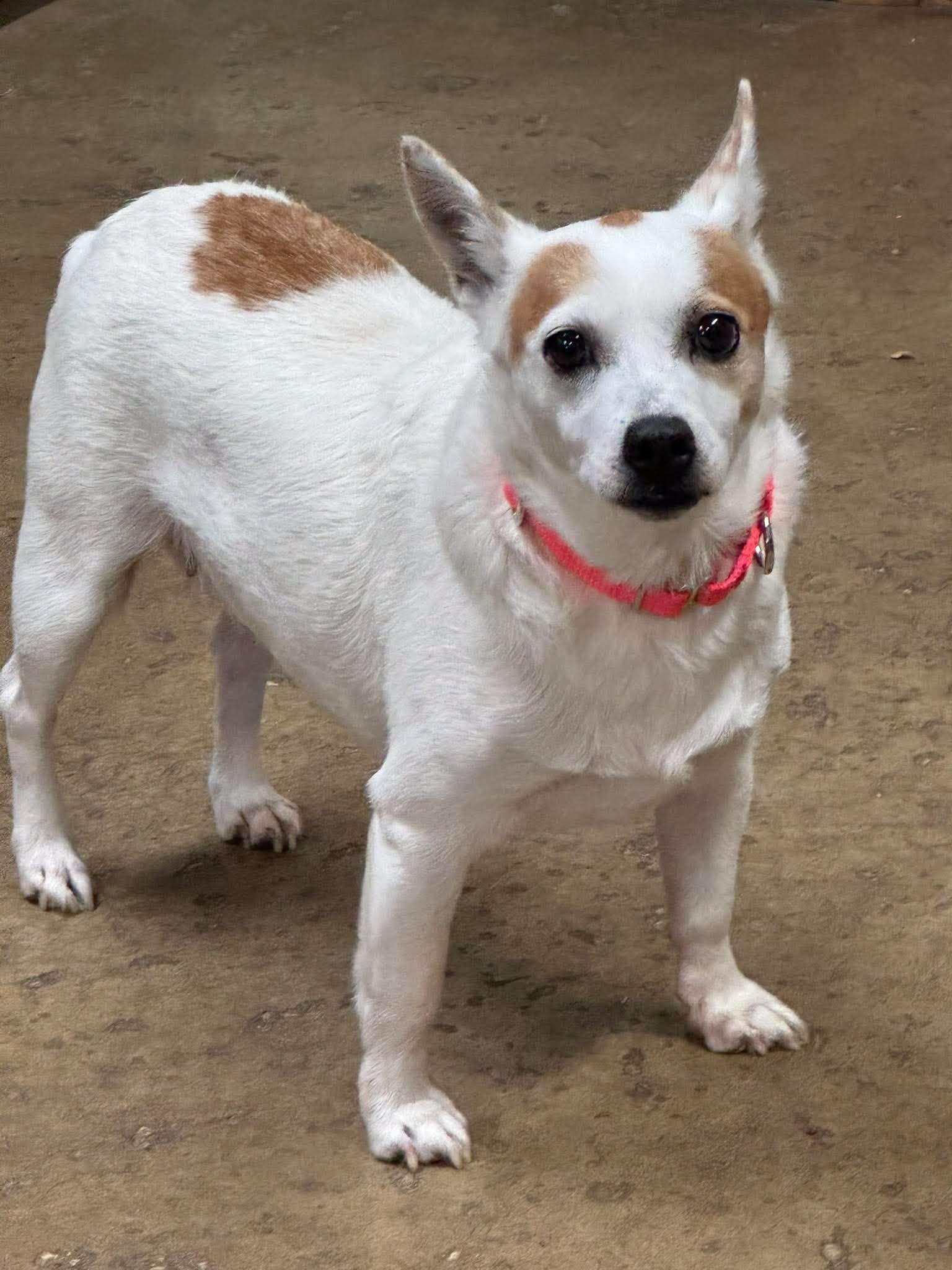 Enlarge Charade, a Adoptable mixed breed in Chardon, OH image 5/5