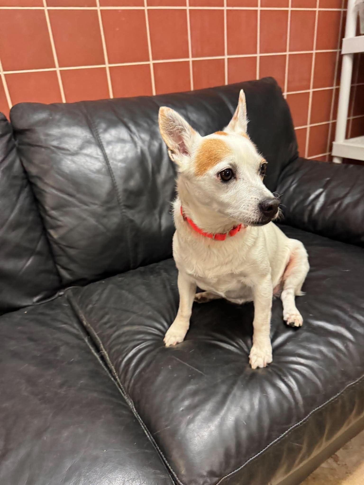 Enlarge Charade, a Adoptable mixed breed in Chardon, OH image 4/5