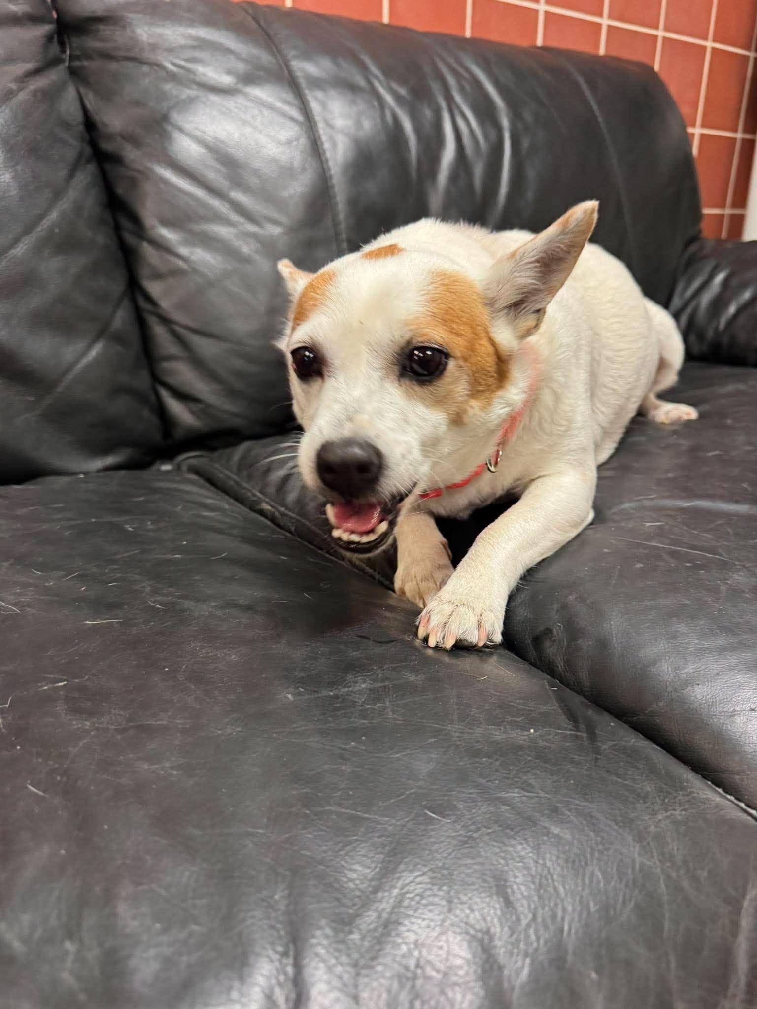 Enlarge Charade, a Adoptable mixed breed in Chardon, OH image 3/5