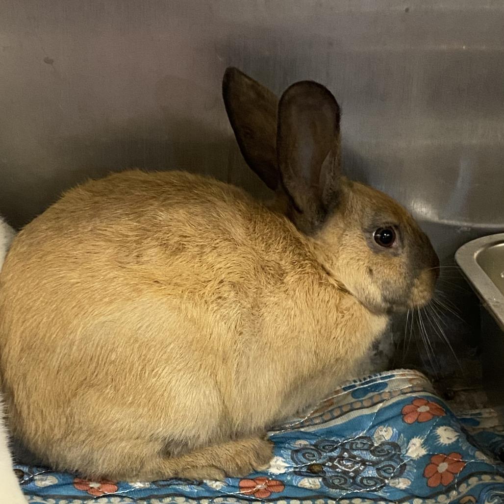 Juniper, Adoptable, Adult Female Californian & New Zealand.